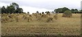 Cornfield at Ballymacpherson