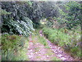 NH0262 : Forest Track Near Kinlochewe by Iain Thompson