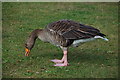 J5181 : A "big duck" in Ward Park by Albert Bridge