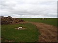 Suffolk lambs