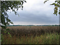 Crop field near Theydon Bois