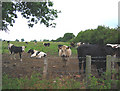 Bullocks near Blackhurst Farm