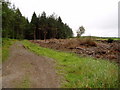 Clocaenog Forest