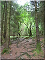 SD3798 : Forestry - Highs Moss by DS Pugh