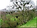 Birch Trees on the Bank of Bean Burn