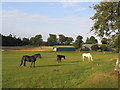 Horses at Houdshall