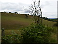 View near Ashley Moor