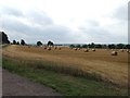 Hay bales at Fourne Hill Farm