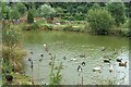 Duck Pond at Glyn Isa Fisheries near Rowen