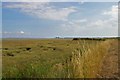 St Lawrence Bay Saltmarsh