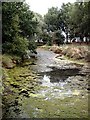 Pond beside Reddings Lane