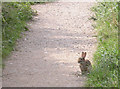 Rabbit on Cycleway