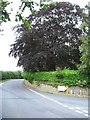 Copper Beech, Orleton