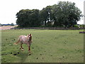 Horse in a field near Castle Barn Farm