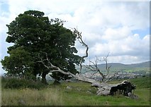 NS7376 : Dead Tree and Live Trees on Croy Hill by Chris Upson