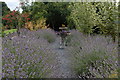 J0643 : Lavender garden, Scarva by Albert Bridge
