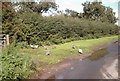 Birds at Newstead Grange Farm