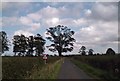 Tree at entrance to Crayke Hall Farm