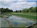 Water Cress beds at Broad Chalke