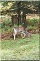 Dunhan Massey Deer park