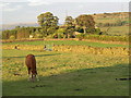 Hallas Cote Farm, Cullingworth