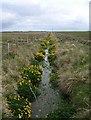 HY7041 : Drainage ditch on Sanday by Lis Burke