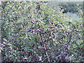 Sloe - fruit of blackthorn - Porth Mear