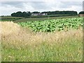 Barley field with kale