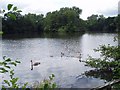 Lakes at Fen Place