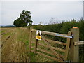 Field Margin near Great Carr House