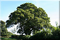 Membury: oak tree