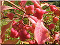 Spindle tree berries