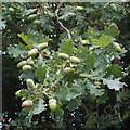 Acorns and oak leaves, near Thame