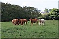 Bullocks in Valley-bottom Pasture