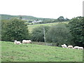 Sheep near Cerniog Bach