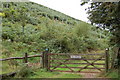 Bridleway through newly planted woodland.