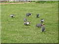 Helmeted Guinea Fowl