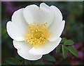 NJ3265 : Burnet Rose (Rosa pimpinellifolia) by Anne Burgess