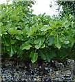 Fig tree at Crabbe Farm