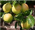 NJ3459 : Apples by Anne Burgess