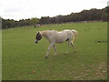 Horse in a paddock, Monckton, near Speen