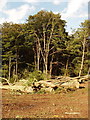 Foresting beech trees, Cockshoot Woods