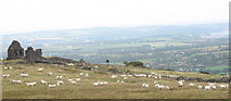 SH5560 : Sheep Gathering Near the Top of The Old Ffridd Incline by Eric Jones
