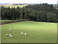 Sheep grazing in the Irfon valley