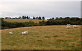 View from Glenhead Farm