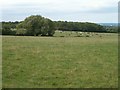 Farmland at West Park Farm