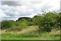 Scrubland Cleveley Oxfordshire