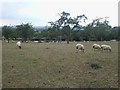 Sheep in the cherry orchard, Willersey