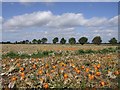 TF4503 : Pumpkin field by Tony Bennett