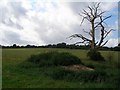 Dead tree and sheep grazing